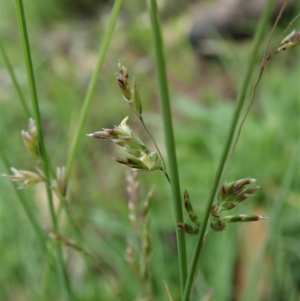 Poa sieberiana at Dunlop, ACT - 3 Apr 2020 12:40 PM