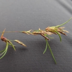 Poa sieberiana at Dunlop, ACT - 3 Apr 2020 12:40 PM