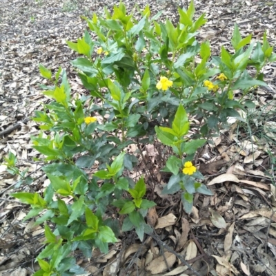 Goodenia ovata (Hop Goodenia) at Joadja - 6 Apr 2020 by @Joadja