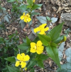 Goodenia ovata at Joadja - 6 Apr 2020