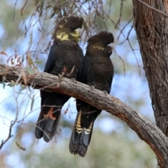 Calyptorhynchus lathami (Glossy Black-Cockatoo) at Mount Jerrabomberra QP - 6 Apr 2020 by RodDeb
