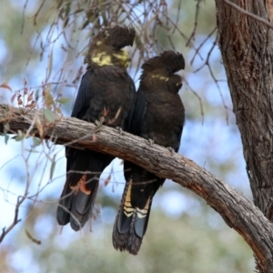 Calyptorhynchus lathami at Karabar, NSW - 6 Apr 2020