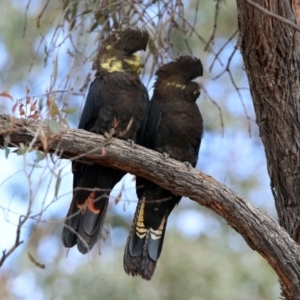 Calyptorhynchus lathami lathami at Karabar, NSW - suppressed