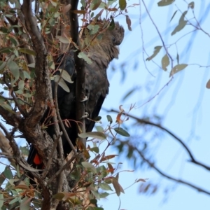 Calyptorhynchus lathami lathami at Karabar, NSW - suppressed