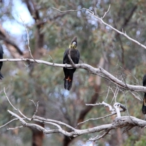 Calyptorhynchus lathami lathami at Karabar, NSW - suppressed