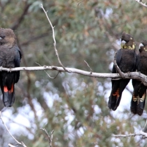 Calyptorhynchus lathami lathami at Karabar, NSW - suppressed