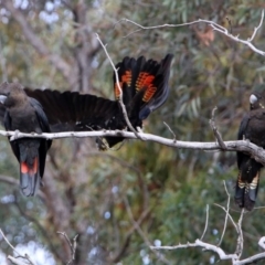 Calyptorhynchus lathami lathami at Karabar, NSW - suppressed