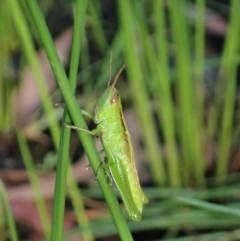 Bermius brachycerus (A grasshopper) at Cook, ACT - 2 Apr 2020 by CathB