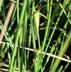 Bermius brachycerus at Cook, ACT - 2 Apr 2020