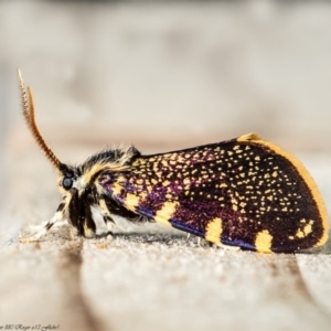 Cebysa leucotelus at Macgregor, ACT - 6 Apr 2020