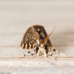 Cebysa leucotelus at Macgregor, ACT - 6 Apr 2020