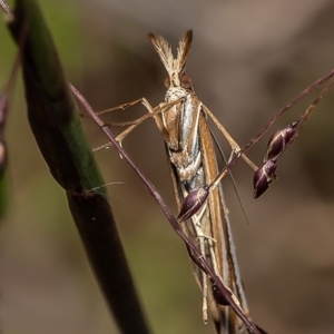 Hednota species near grammellus at Latham, ACT - 6 Apr 2020