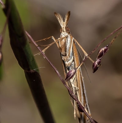 Hednota species near grammellus (Pyralid or snout moth) at Latham, ACT - 6 Apr 2020 by Roger
