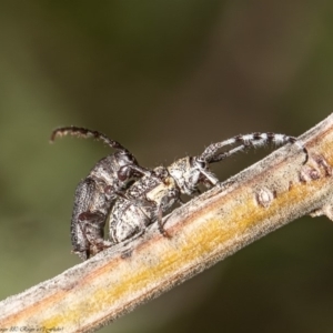 Ancita australis at Latham, ACT - 6 Apr 2020