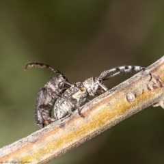 Ancita australis (Longicorn or longhorn beetle) at Latham, ACT - 6 Apr 2020 by Roger