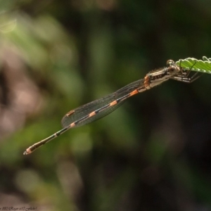 Austrolestes leda at Latham, ACT - 6 Apr 2020