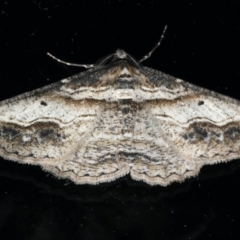 Syneora euboliaria (Boarmiini, Geometer moth) at Ainslie, ACT - 5 Apr 2020 by jb2602