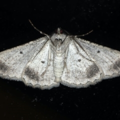 Syneora euboliaria at Ainslie, ACT - 5 Apr 2020