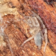 Cheiracanthium sp. (genus) (Unidentified Slender Sac Spider) at Dunlop, ACT - 5 Apr 2012 by Bron