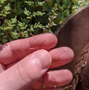 Panicum effusum at Coree, ACT - 6 Apr 2020