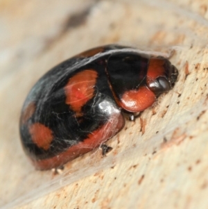 Paropsisterna beata at Dunlop, ACT - 5 Apr 2012 03:24 PM