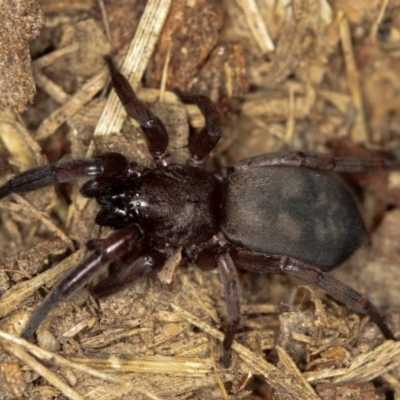 Intruda signata (Ground spider) at West Belconnen Pond - 5 Apr 2012 by Bron