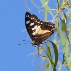 Charaxes sempronius (Tailed Emperor) at West Belconnen Pond - 5 Apr 2012 by Bron