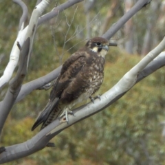 Falco berigora (Brown Falcon) at Rugosa - 5 Apr 2020 by SenexRugosus