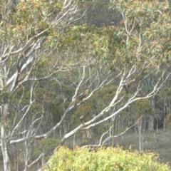 Falco berigora at Yass River, NSW - 5 Apr 2020