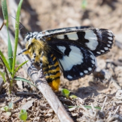 Apina callisto (Pasture Day Moth) at Callum Brae - 6 Apr 2020 by Marthijn