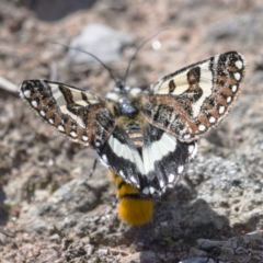 Apina callisto at Symonston, ACT - 6 Apr 2020