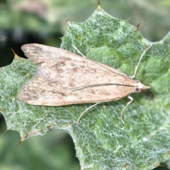 Achyra affinitalis (Cotton Web Spinner) at Callum Brae - 6 Apr 2020 by Marthijn