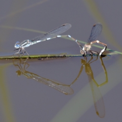 Austrolestes leda (Wandering Ringtail) at Symonston, ACT - 6 Apr 2020 by Marthijn