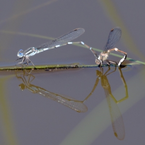 Austrolestes leda at Symonston, ACT - 6 Apr 2020 12:50 PM