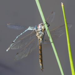 Hemicordulia tau (Tau Emerald) at Symonston, ACT - 6 Apr 2020 by Marthijn