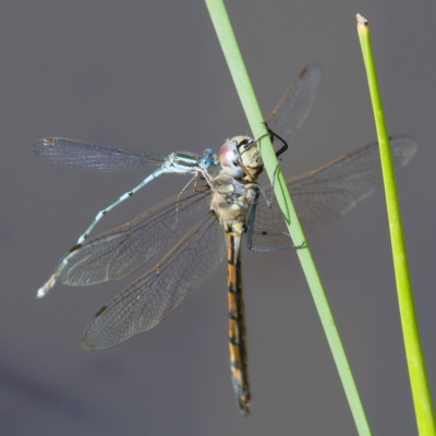 Hemicordulia tau (Tau Emerald) at Callum Brae - 6 Apr 2020 by Marthijn