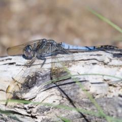 Orthetrum caledonicum (Blue Skimmer) at Callum Brae - 6 Apr 2020 by Marthijn