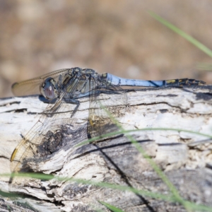 Orthetrum caledonicum at Symonston, ACT - 6 Apr 2020 12:58 PM