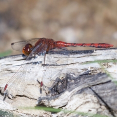 Diplacodes bipunctata (Wandering Percher) at Symonston, ACT - 6 Apr 2020 by Marthijn