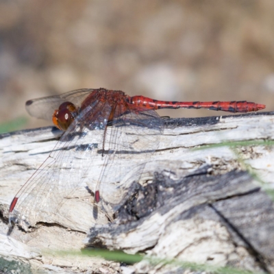 Diplacodes bipunctata (Wandering Percher) at Callum Brae - 6 Apr 2020 by Marthijn