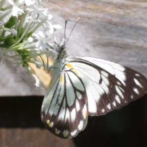 Belenois java at Narrabundah, ACT - 1 Apr 2020 12:14 PM