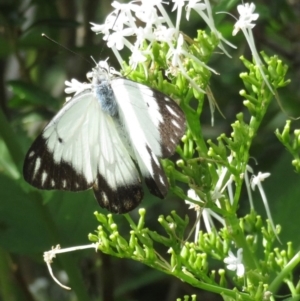 Belenois java at Narrabundah, ACT - 1 Apr 2020 12:14 PM