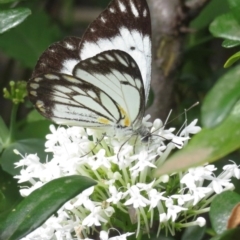 Belenois java at Narrabundah, ACT - 1 Apr 2020 12:14 PM