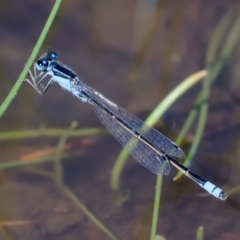 Ischnura heterosticta (Common Bluetail Damselfly) at Callum Brae - 6 Apr 2020 by Marthijn