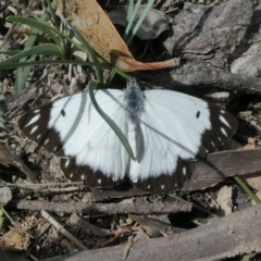 Belenois java (Caper White) at Tuggeranong DC, ACT - 6 Apr 2020 by owenh