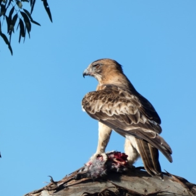 Hieraaetus morphnoides (Little Eagle) at Deakin, ACT - 6 Apr 2020 by Ct1000
