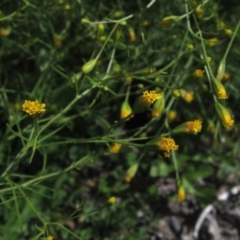 Schkuhria pinnata (Curious Weed, Dwarf Mexican Marigold) at Dunlop, ACT - 7 Apr 2020 by pinnaCLE