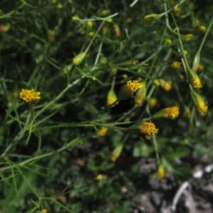 Schkuhria pinnata at Dunlop, ACT - 7 Apr 2020