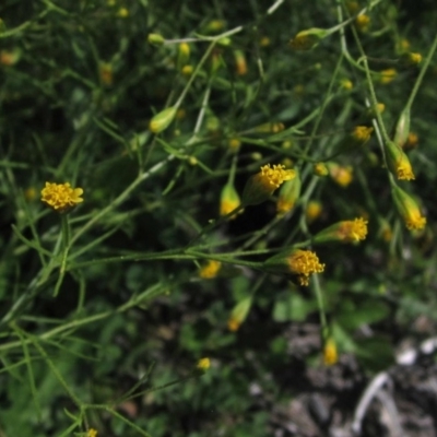 Schkuhria pinnata (Curious Weed, Dwarf Mexican Marigold) at Dunlop, ACT - 7 Apr 2020 by pinnaCLE