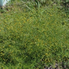 Schkuhria pinnata at Dunlop, ACT - 7 Apr 2020 12:28 PM